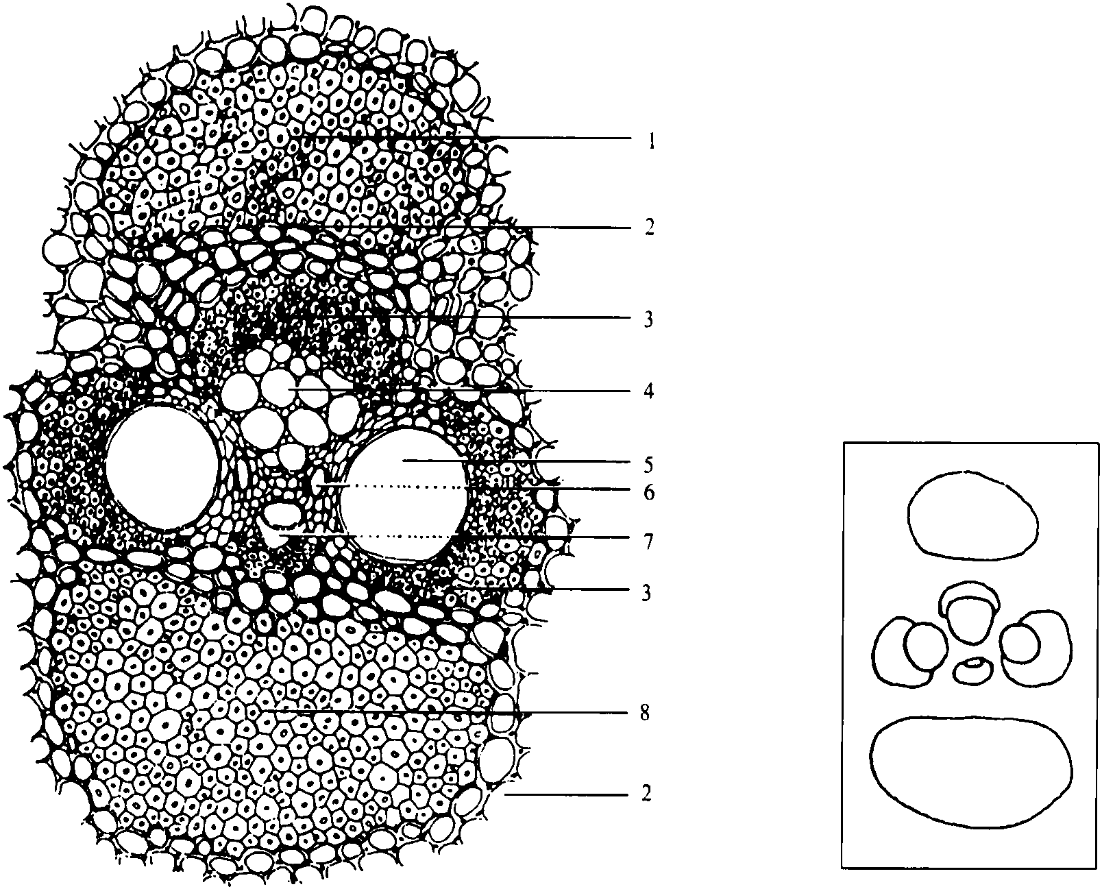 一、稈的解剖結(jié)構(gòu)